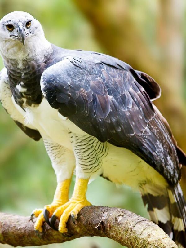 Au coeur du zoo de New York