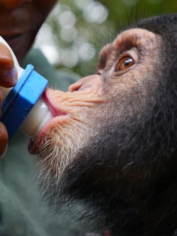 Mission spéciale : Les bébés chimpanzés