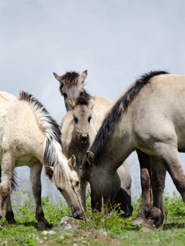 Europe, continent sauvage