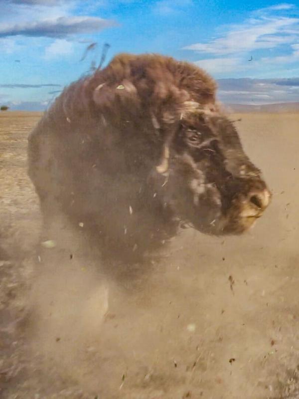 Caméras espions en terre animale