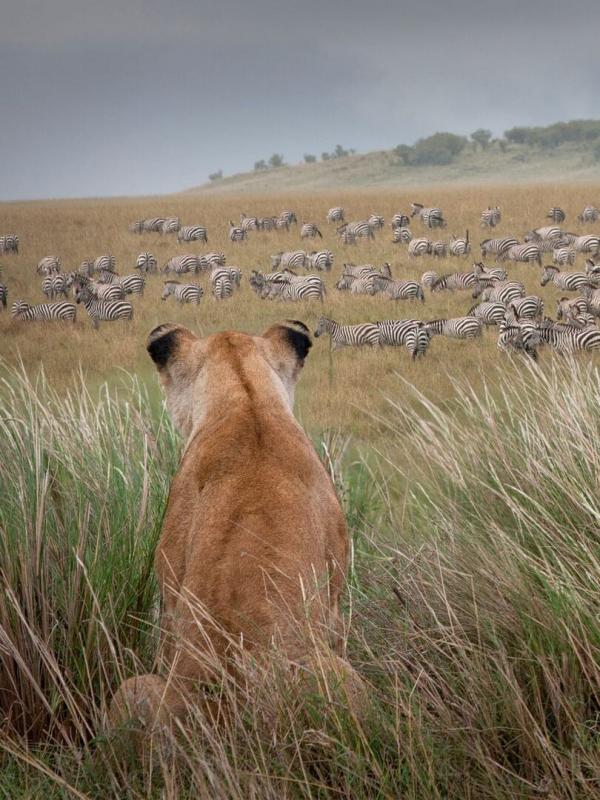 Prédateurs et proies, un équilibre fragile