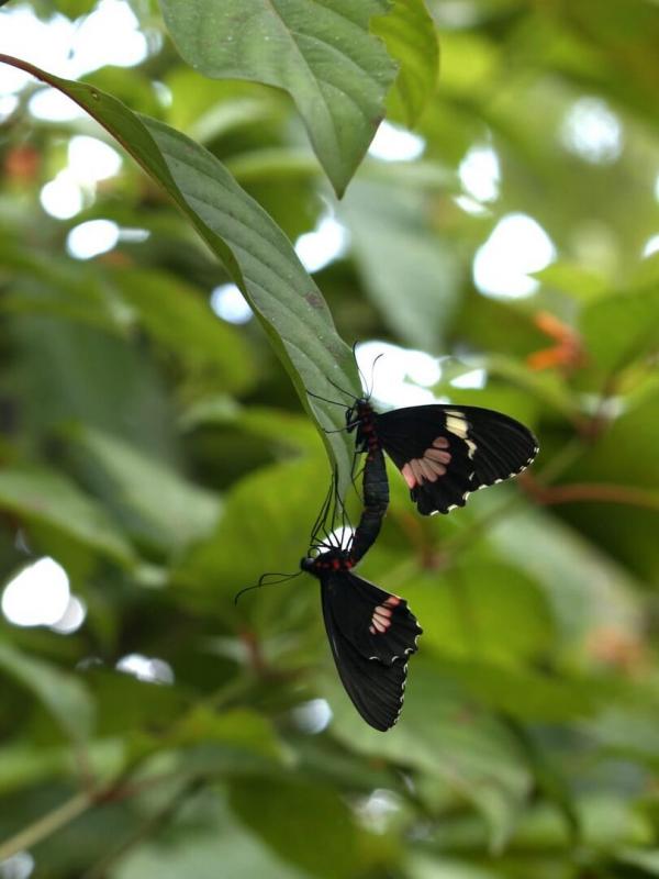 Les papillons, ces super héros de la nature