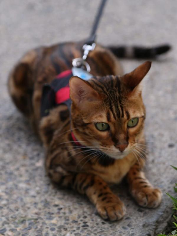 Hell's Cat : mon chat est un cauchemar