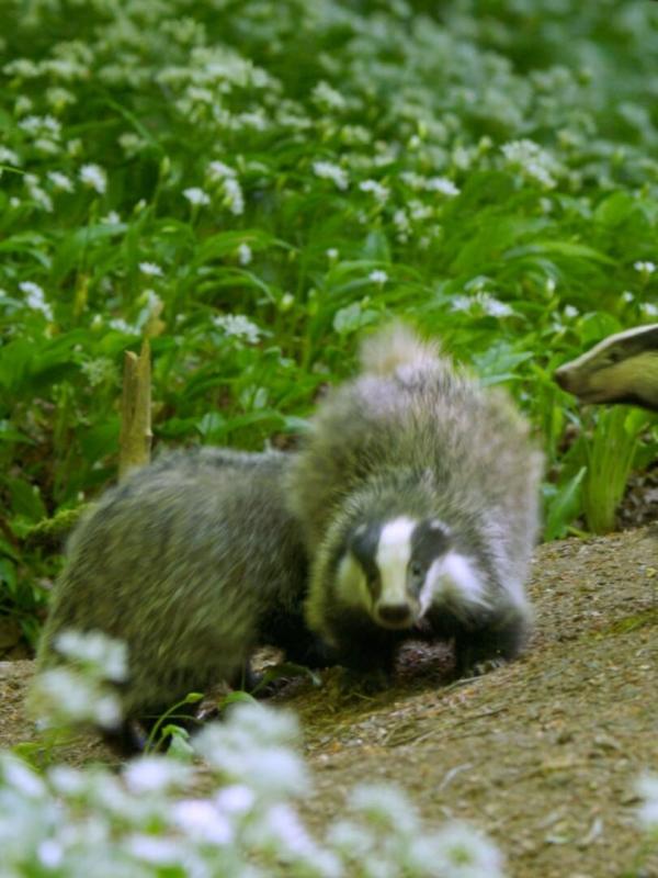 Le monde mystérieux des blaireaux