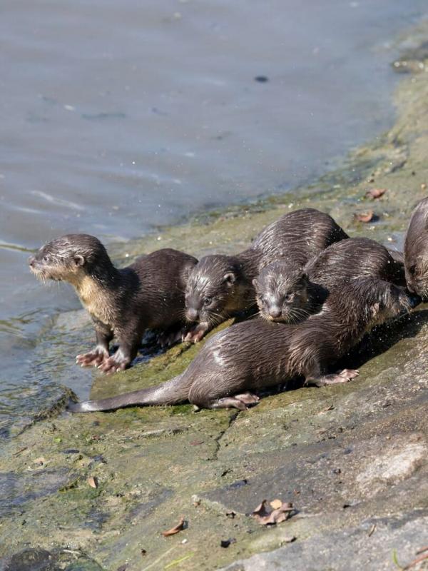 Des loutres dans la ville