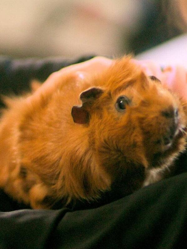 Olga da Polga S1 E12