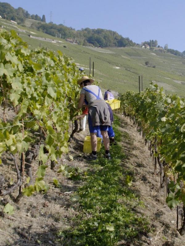 Des vignes et des hommes