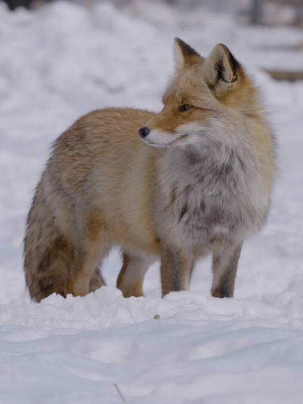 Les merveilles cachées de l'hiver