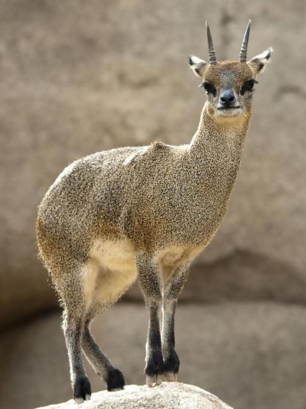 De Zoo