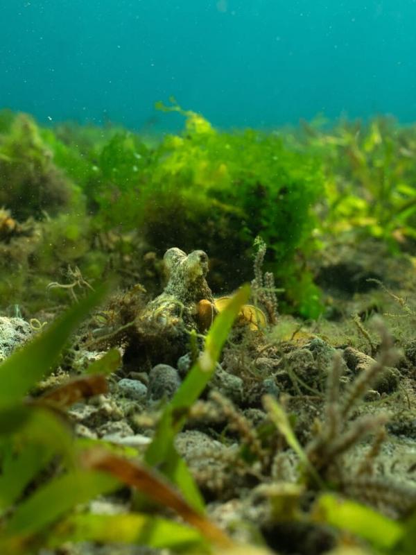 Les Secrets des pieuvres