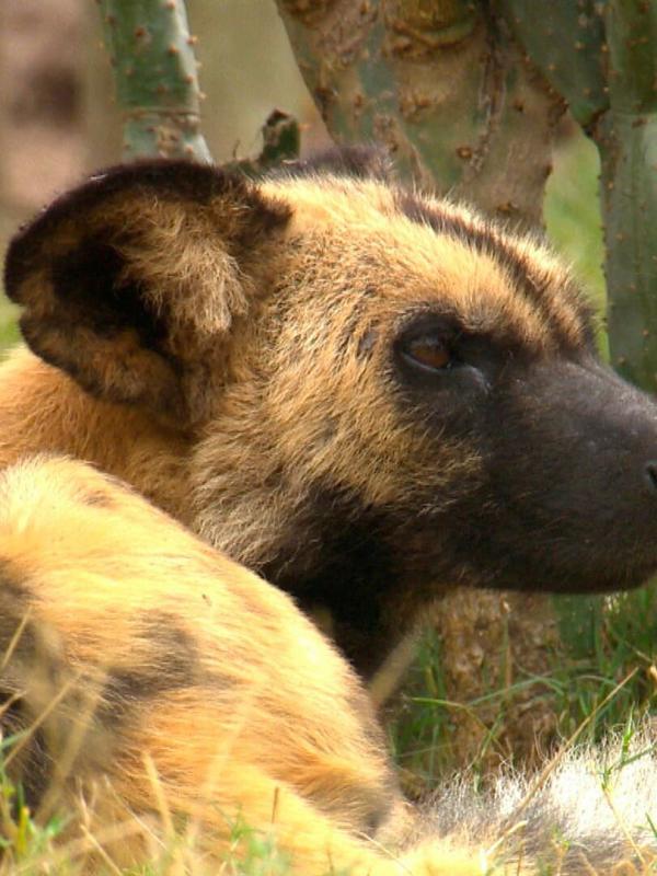 Das Waisenhaus für wilde Tiere