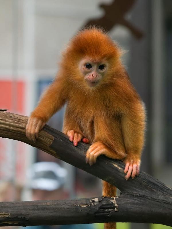 La Tanière, le zoo-refuge de l'espoir