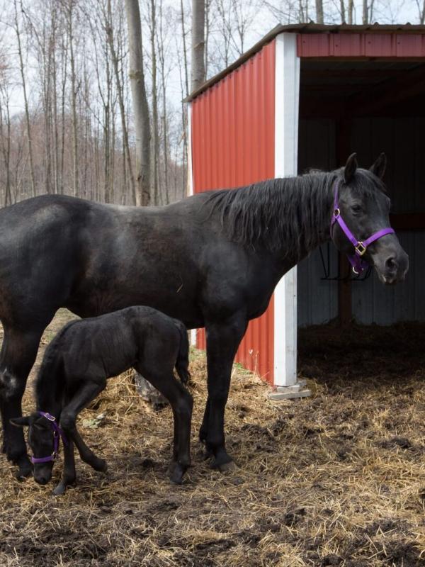 L'incroyable Dr Pol