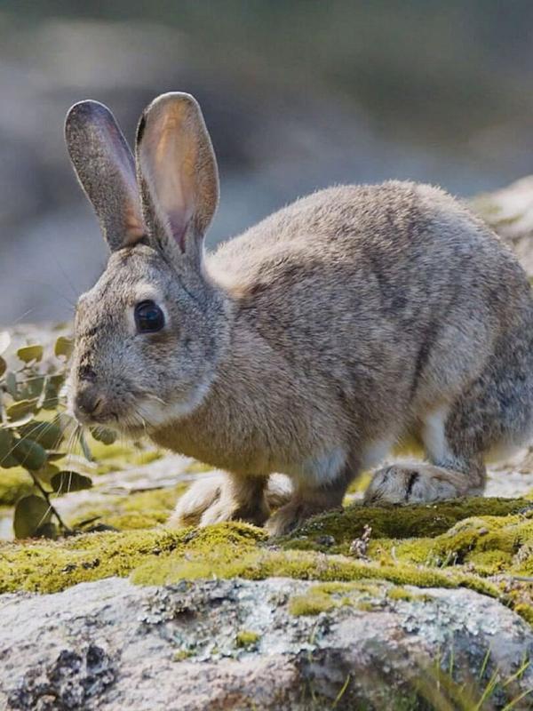 Prédateurs et proies : La faune de la péninsule Ibérique