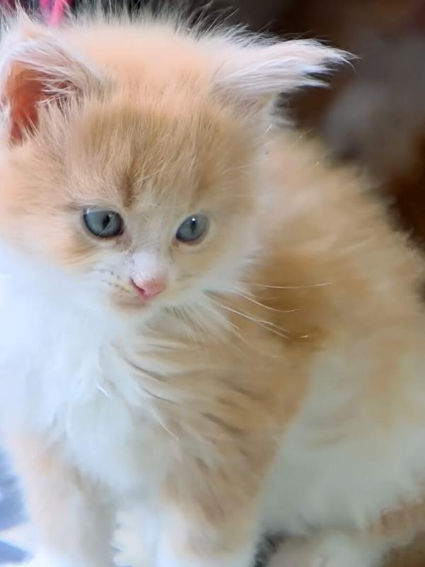 Chiots & chatons, 3 mois pour devenir grand