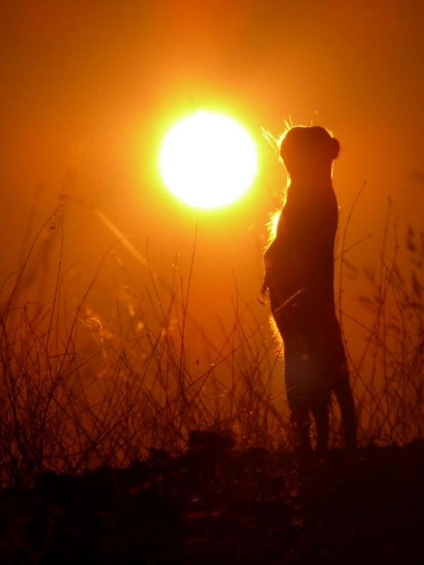 Erdmännchen - Ein unschlagbares Team