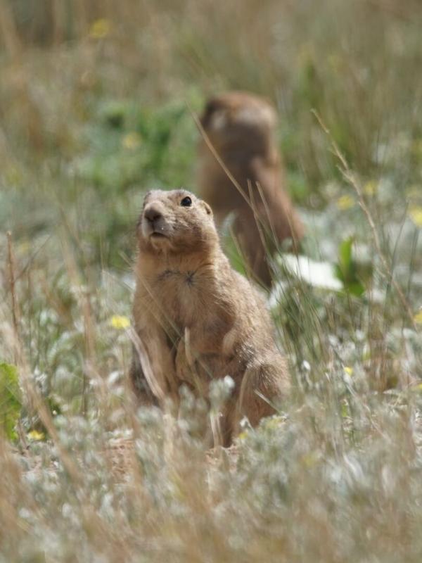 La dynastie des chiens de prairie