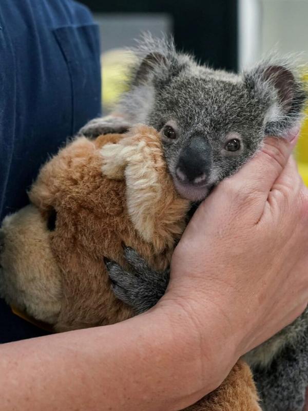 Australie : urgences faune sauvage