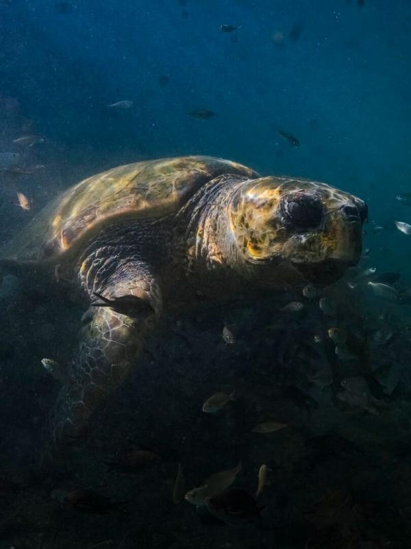 Méditerranée, l'odyssée pour la vie