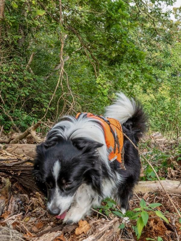 Des chiens sur la piste des loups
