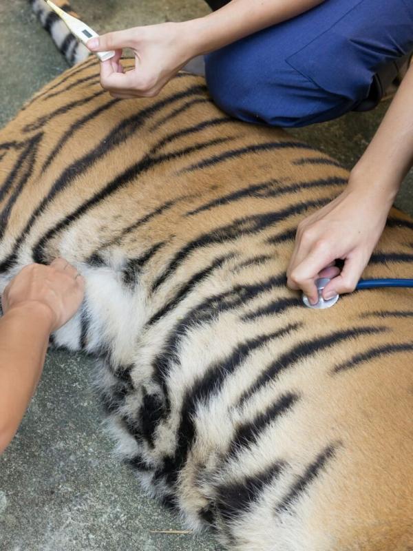 Animaux & Cie : une seconde chance