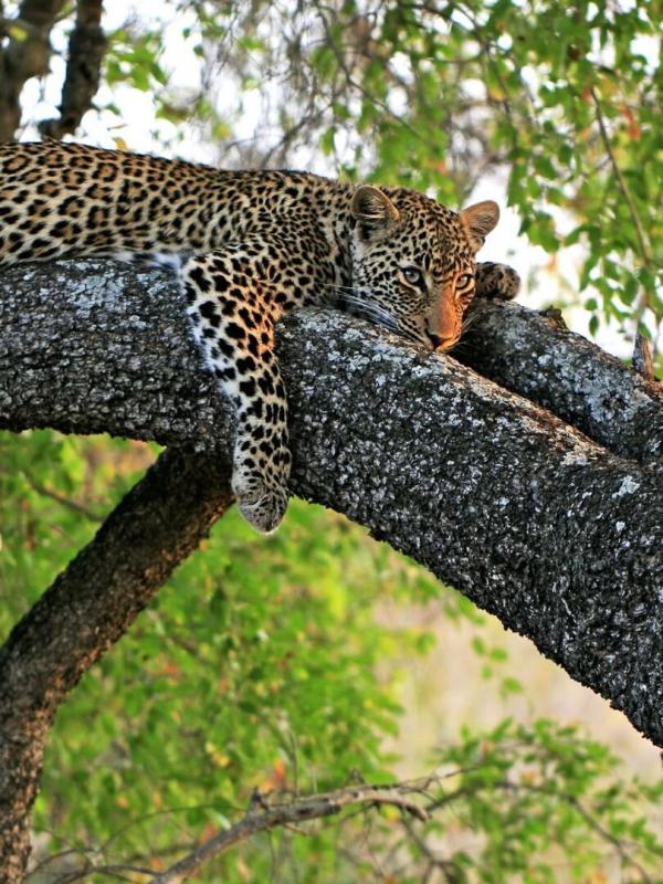 Guerra dos Tronos dos Leopardos