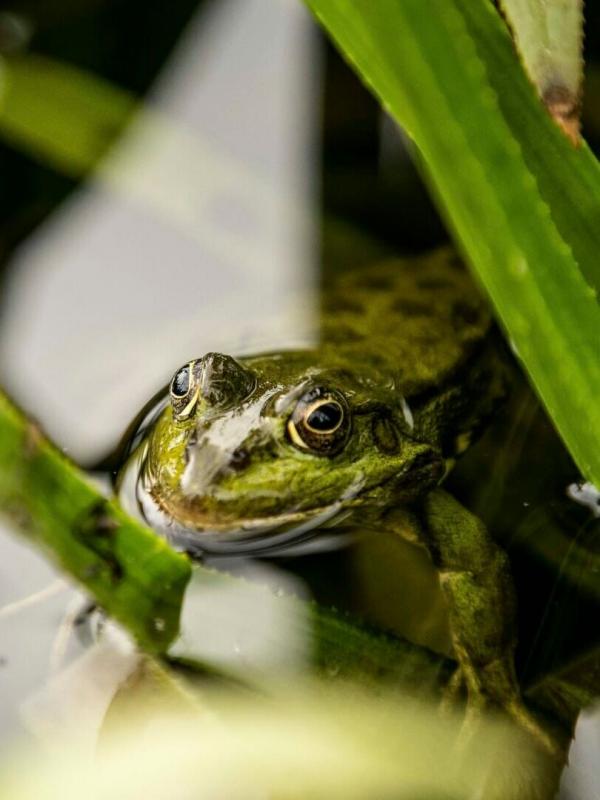 Europe, continent sauvage