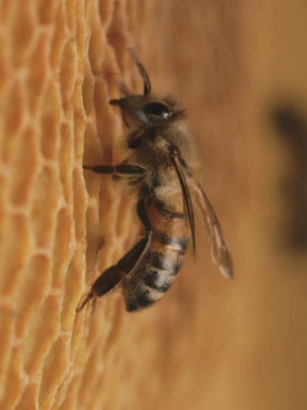 La vie secrète des abeilles