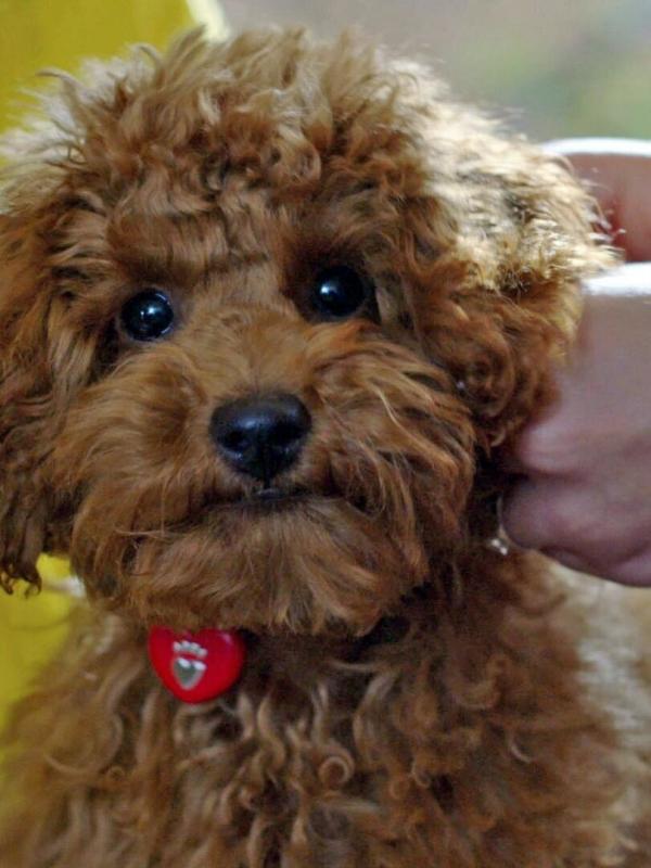 Waffle, le chien waouh S1 E5