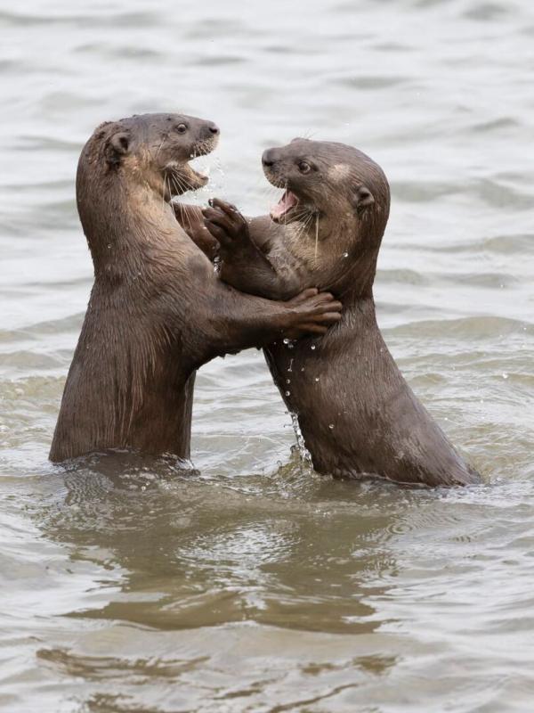 Des loutres dans la ville