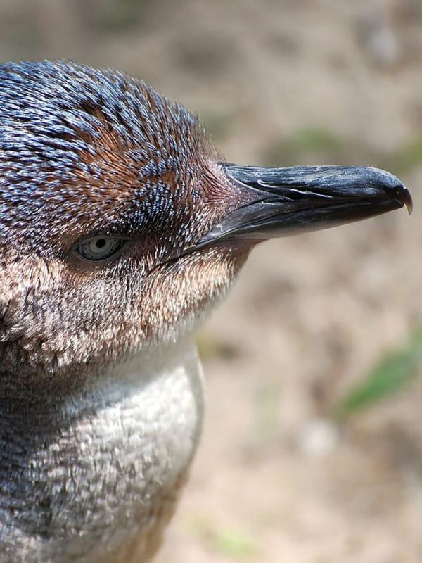 SOS faune sauvage - Australie