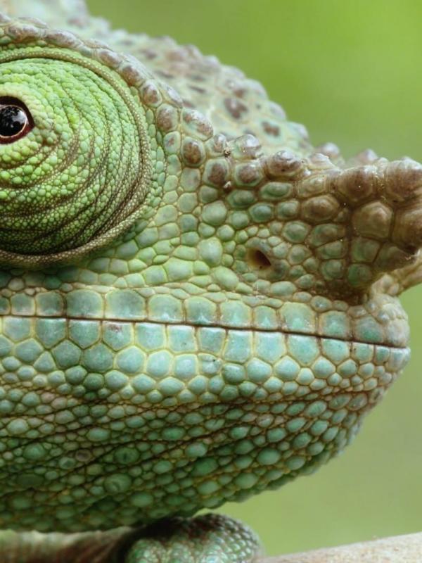 Prédateurs sans faille