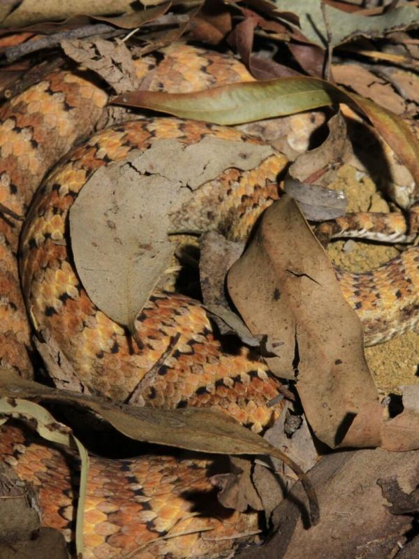 Incroyables serpents