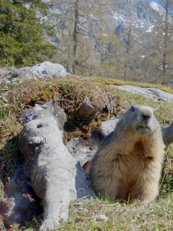 Les merveilles cachées de l'hiver