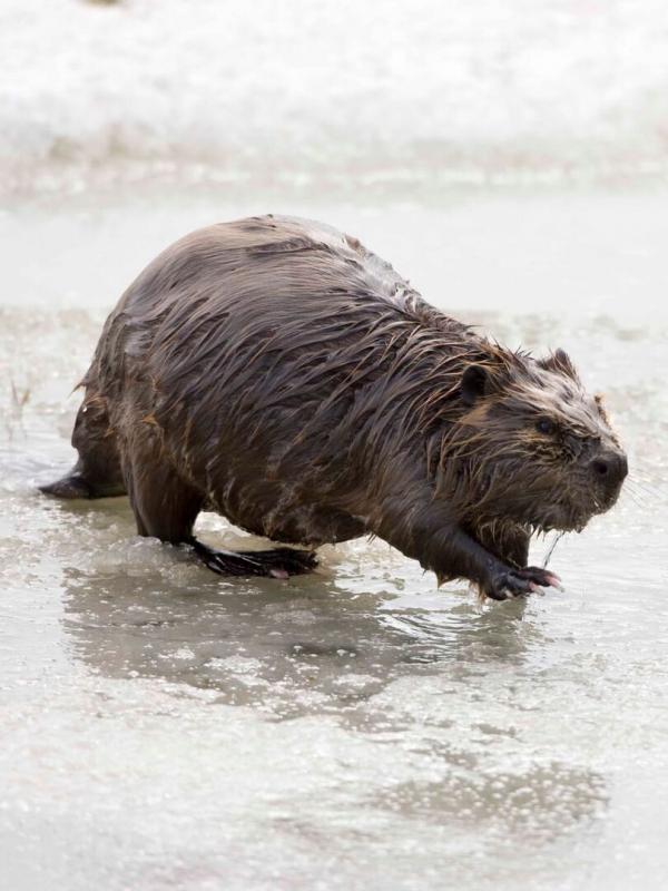 Böhmen - Land der hundert Teiche