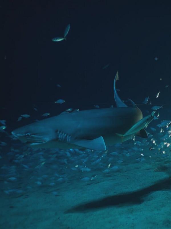 OceanXplorers