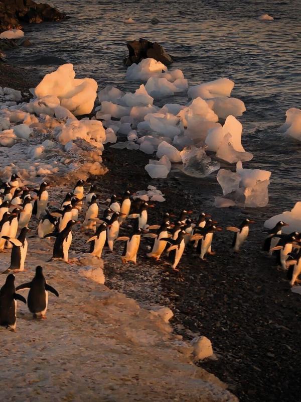 Les sentinelles de l'Antarctique