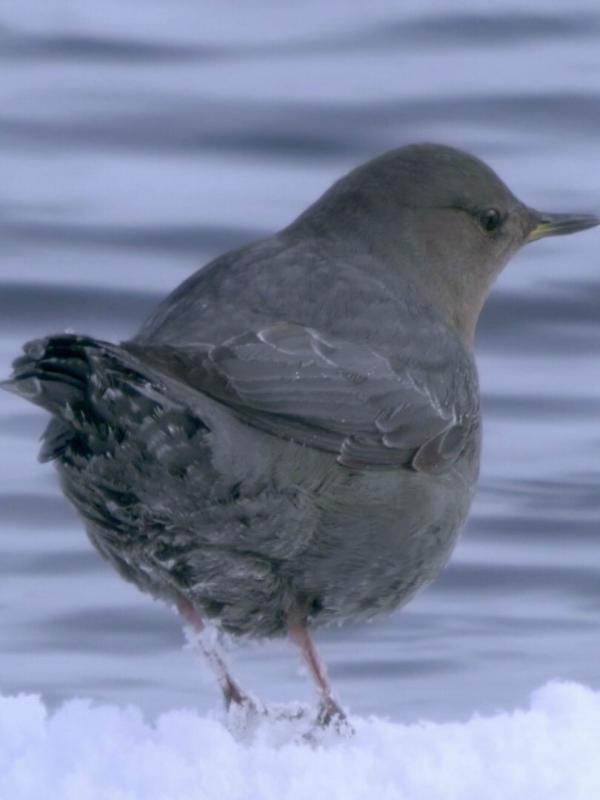 Yellowstone, de neige et de fumées