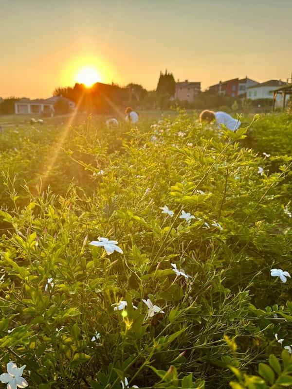Fleurs à parfum, retour en Grasse