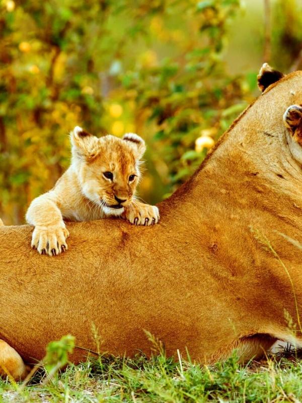 Frères lions