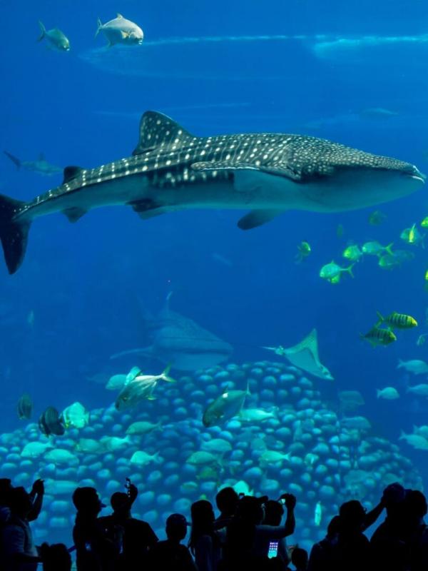 Animaux & Cie : une seconde chance