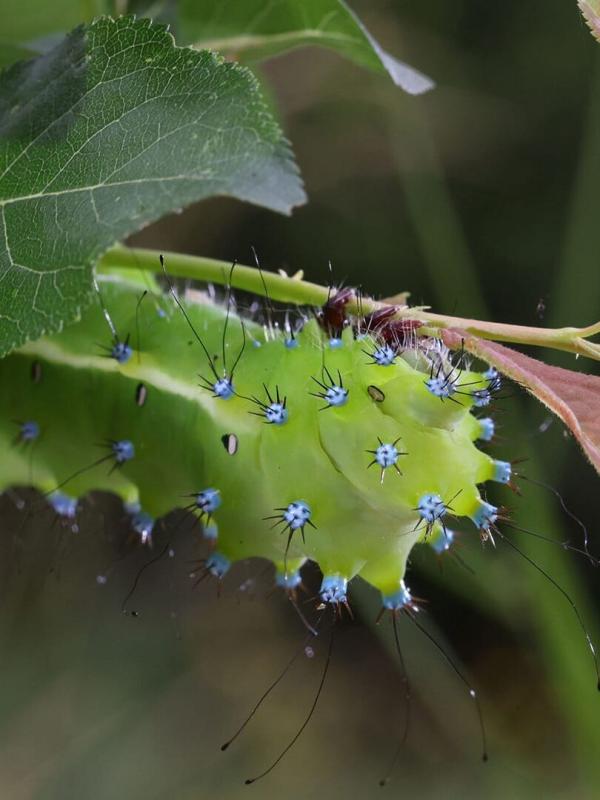 Geheimnisvolle Wiesenwelt