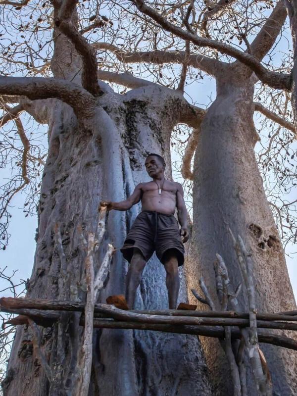 Mamody, le dernier creuseur de baobabs