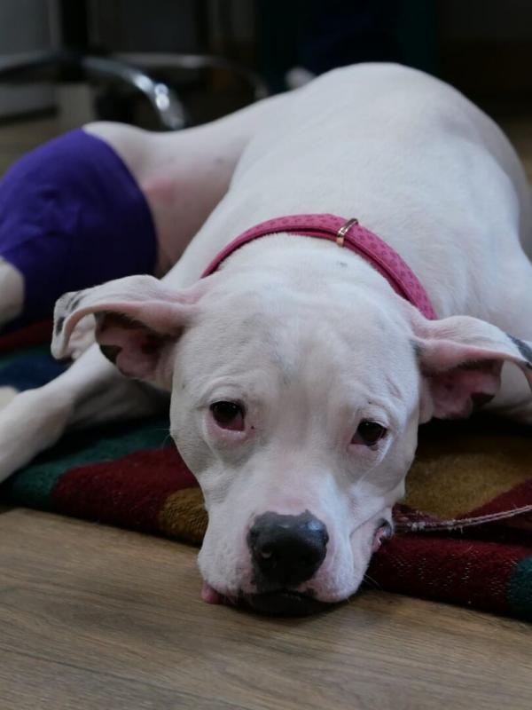 Les Vétérinaires du Midwest