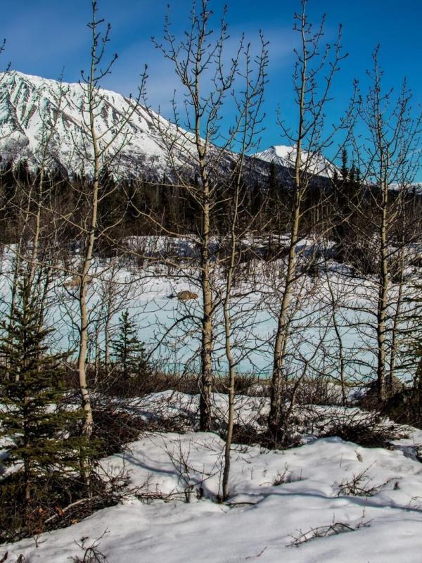 Aux frontières de l'Alaska
