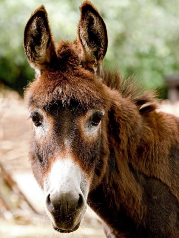 Elefant, Tiger & Co.