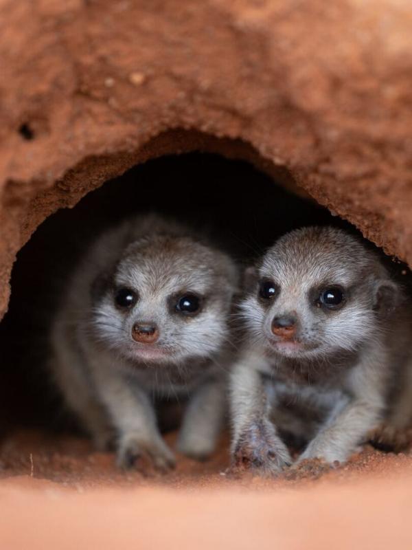 Les outsiders du monde animal