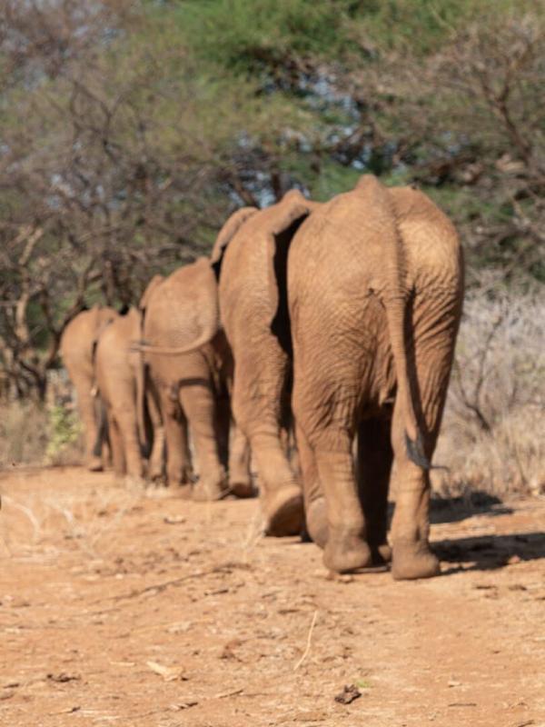 Bébés éléphants, l'espoir de Reteti