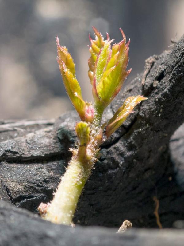 Une forêt renaît de ses cendres