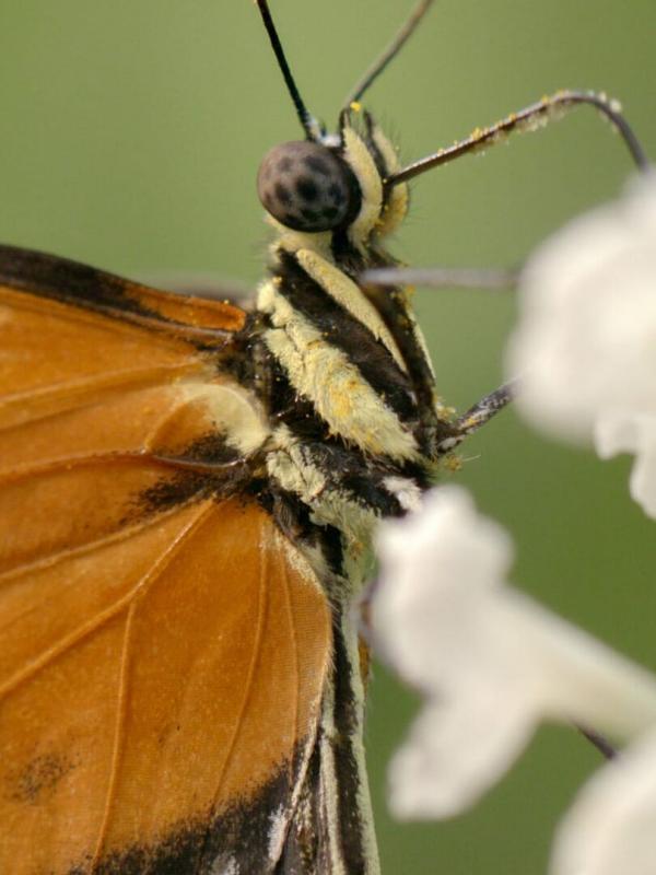 Les papillons, ces super héros de la nature